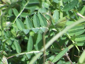 Specie di una Vicia